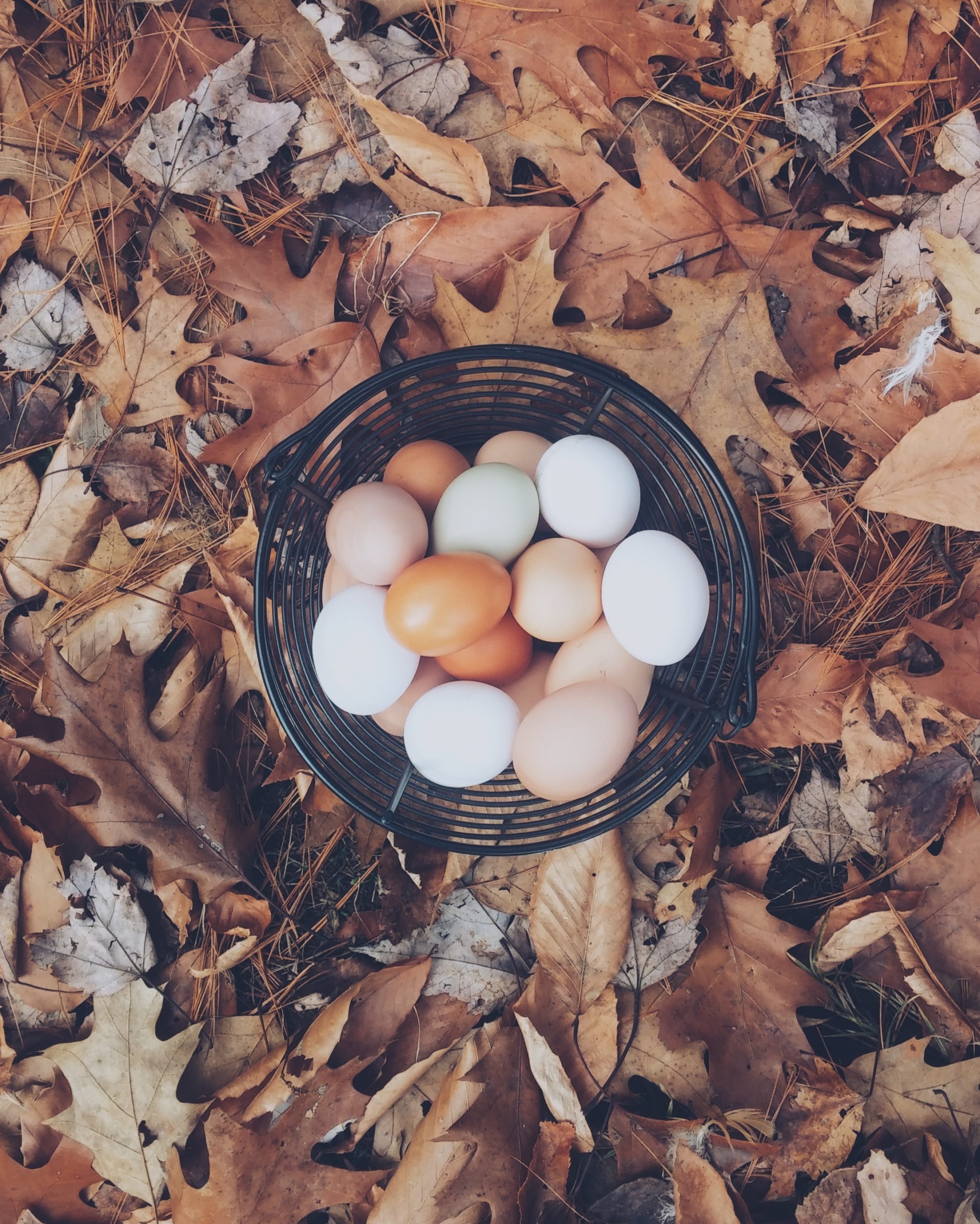 eggs in basket